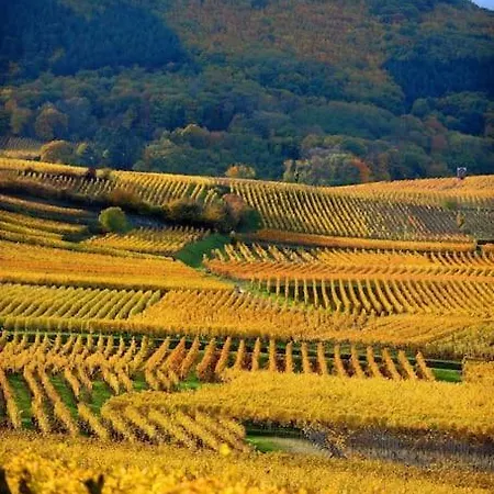 Aux Portes De Colmar Evasion Sur La Route Des Vins , A 5 Minutes De Colmar Ingersheim